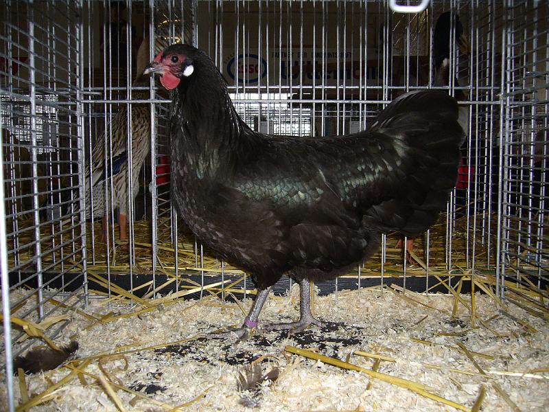 Bezirksschau Luebbecke 255.jpg - Rheinländer schwarz von Wickelmeyer Preis V97 LVJP